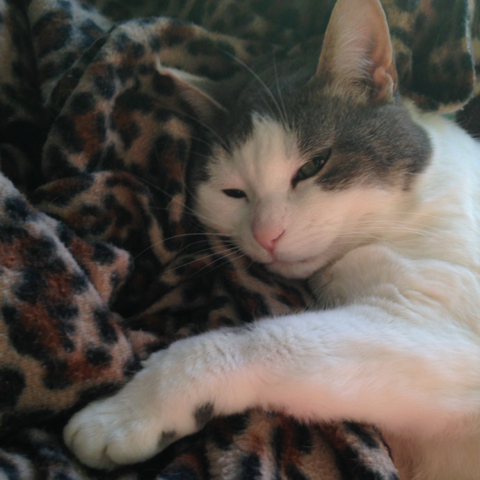 Cat Care Extraordinaire - Carly