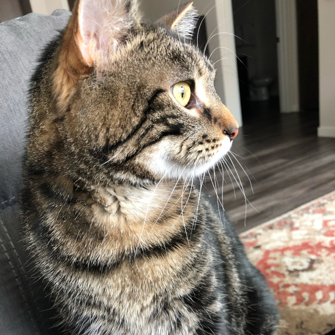 Cat Care Extraordinaire - Carly