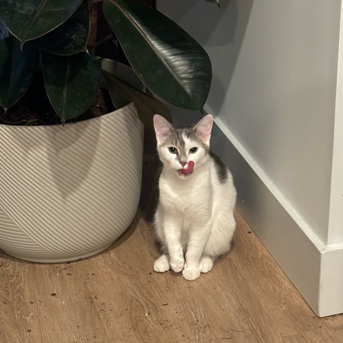 Cat Care Extraordinaire - Carly