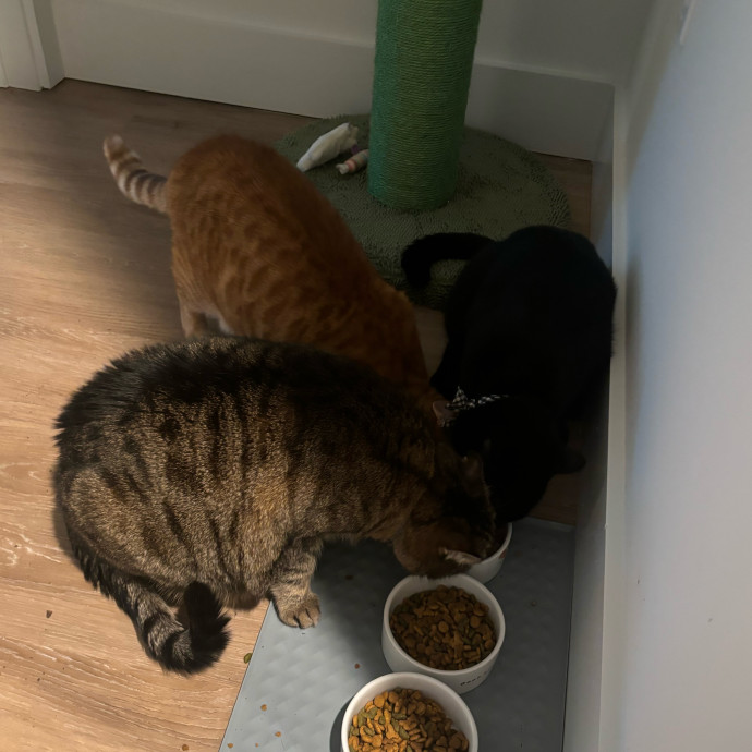 Cat Care Extraordinaire - Carly