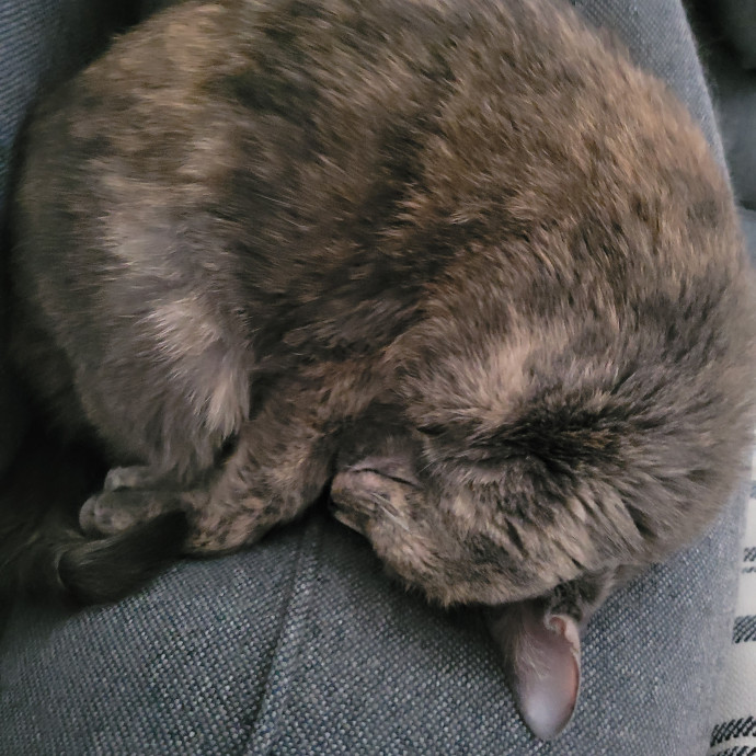 Cat And Pet Sitter