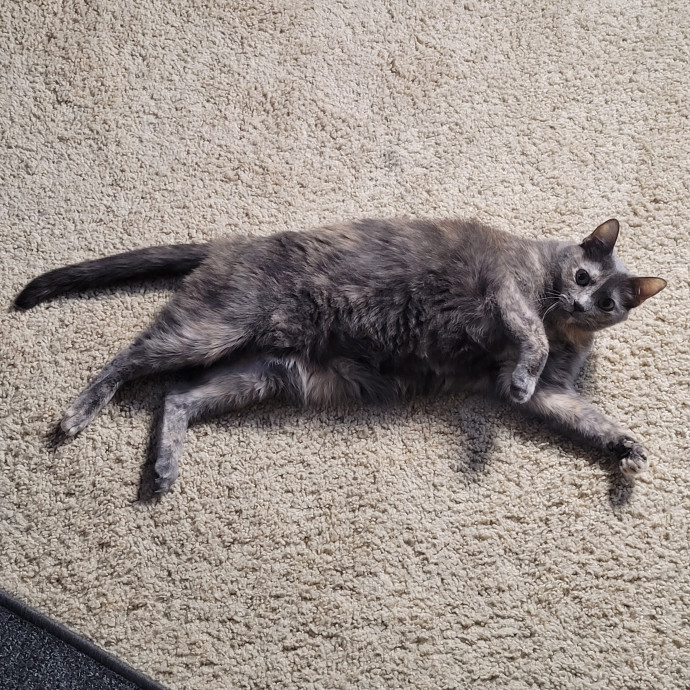 Cat And Pet Sitter