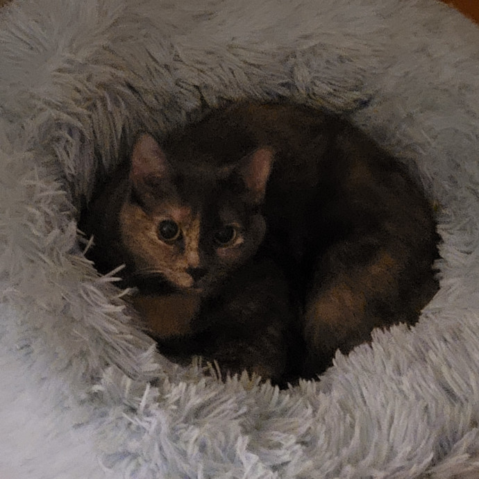 Cat And Pet Sitter