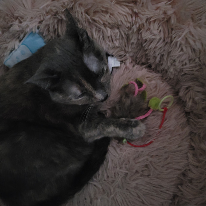 Cat And Pet Sitter