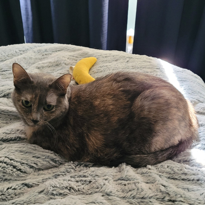 Cat And Pet Sitter