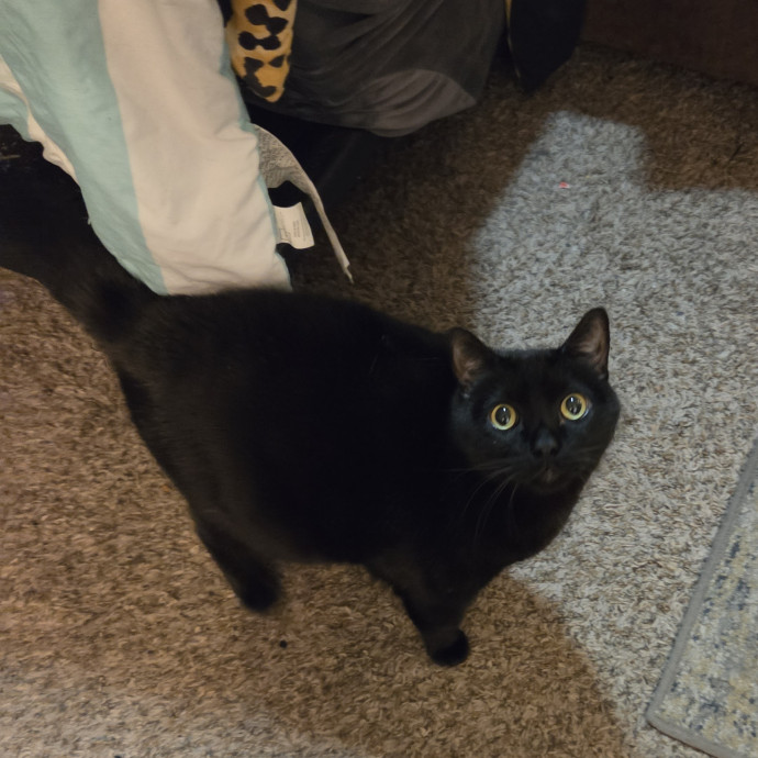 Cat And Pet Sitter photo 3