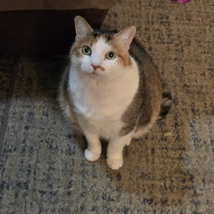 Cat And Pet Sitter photo 2