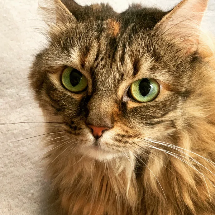 Tito Cat Sitter In Dc