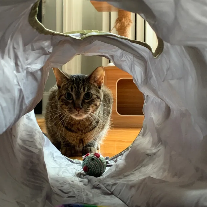 Tito Cat Sitter In Dc