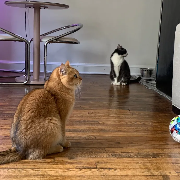 Tito Cat Sitter In Dc