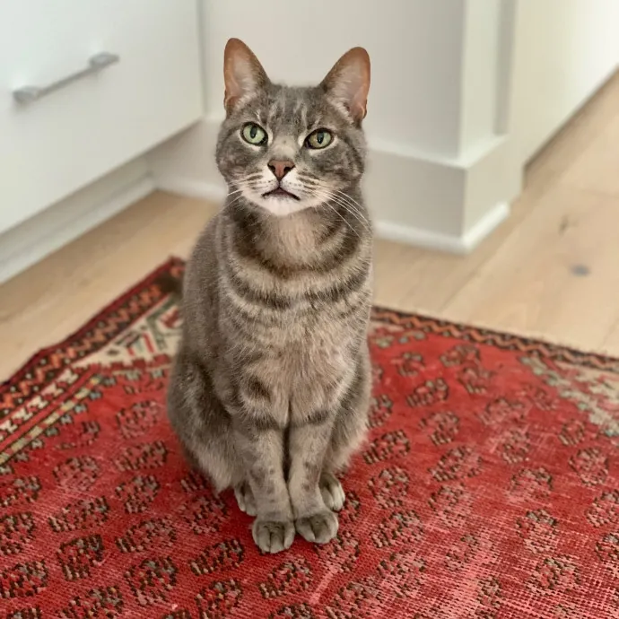 Tito Cat Sitter In Dc