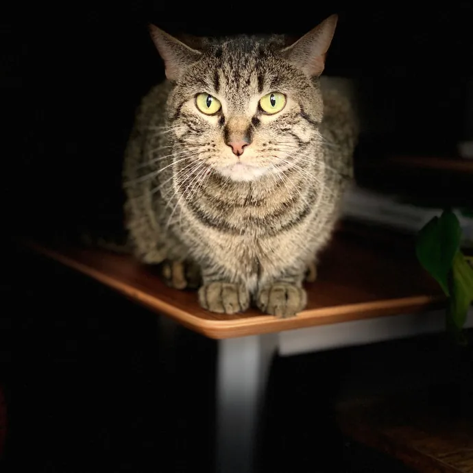 Tito Cat Sitter In Dc