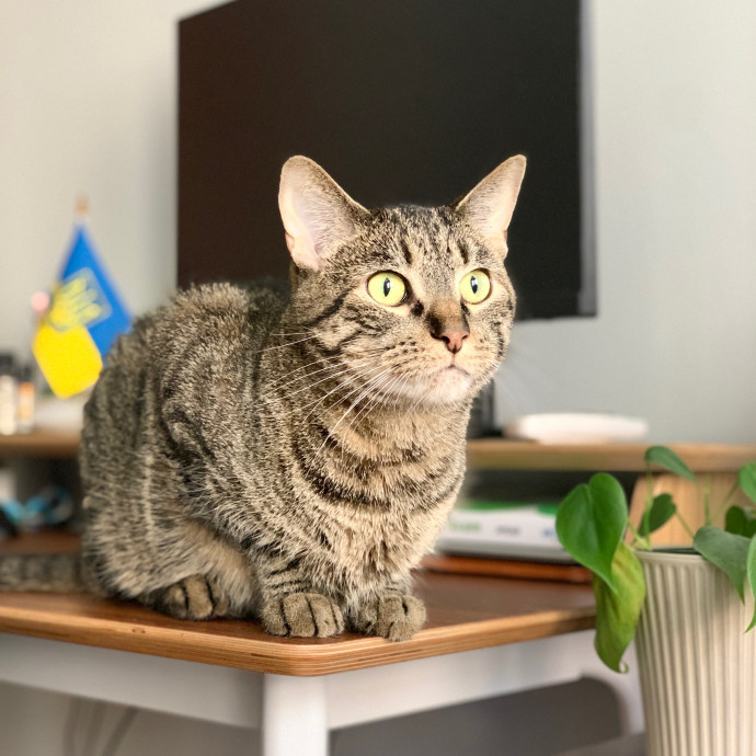 Tito Cat Sitter In Dc