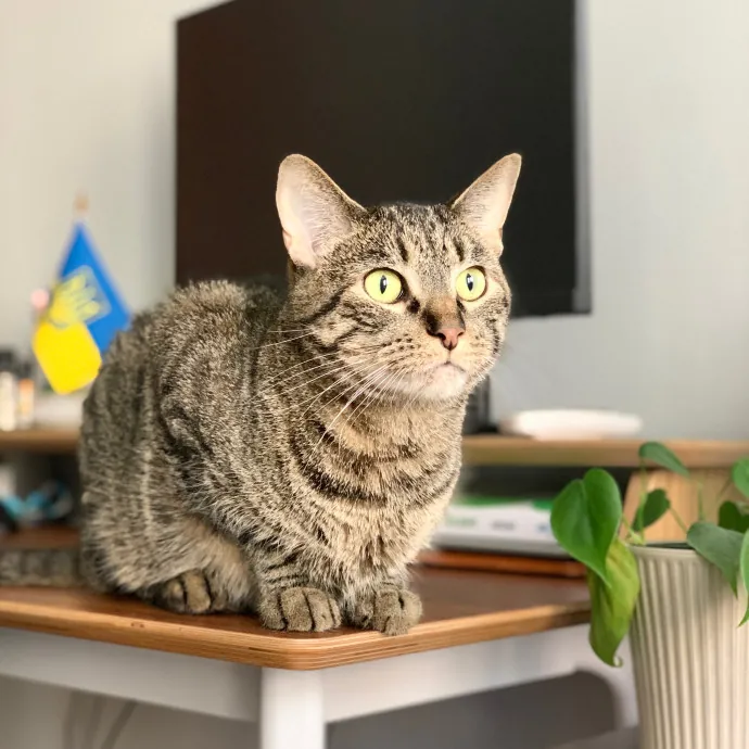 Tito Cat Sitter In Dc