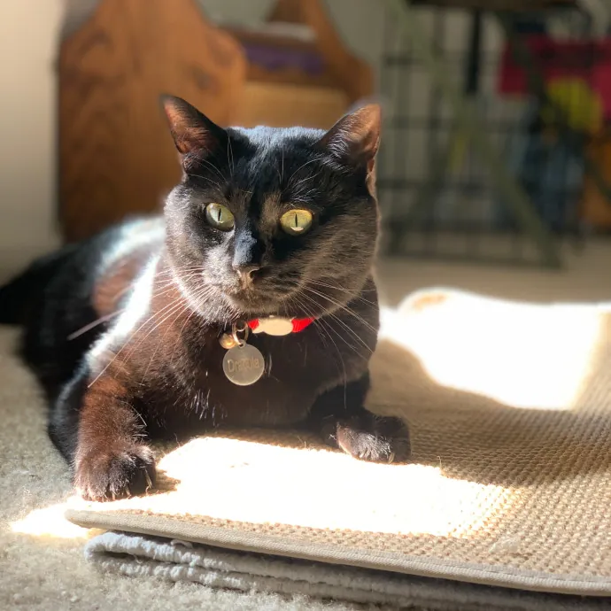 Tito Cat Sitter In Dc