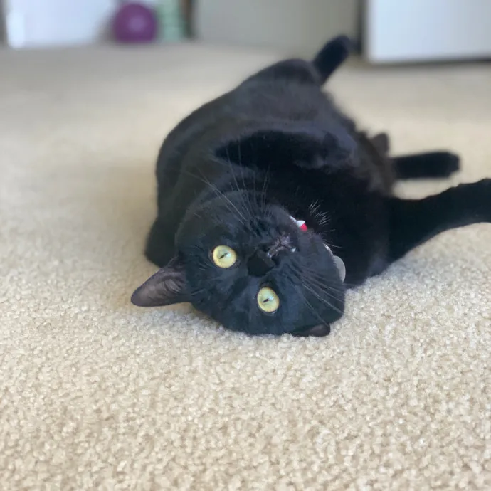 Tito Cat Sitter In Dc