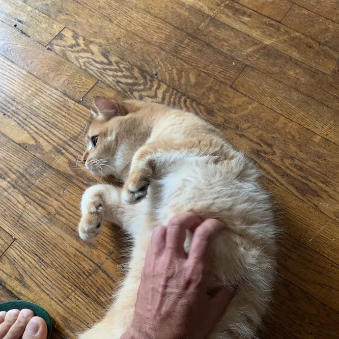 Tito Cat Sitter In Dc