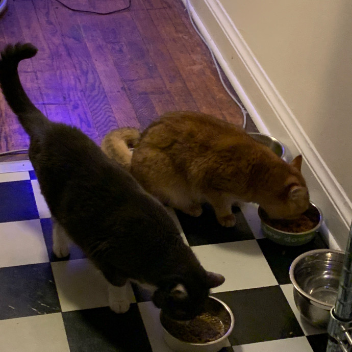 Tito Cat Sitter In Dc