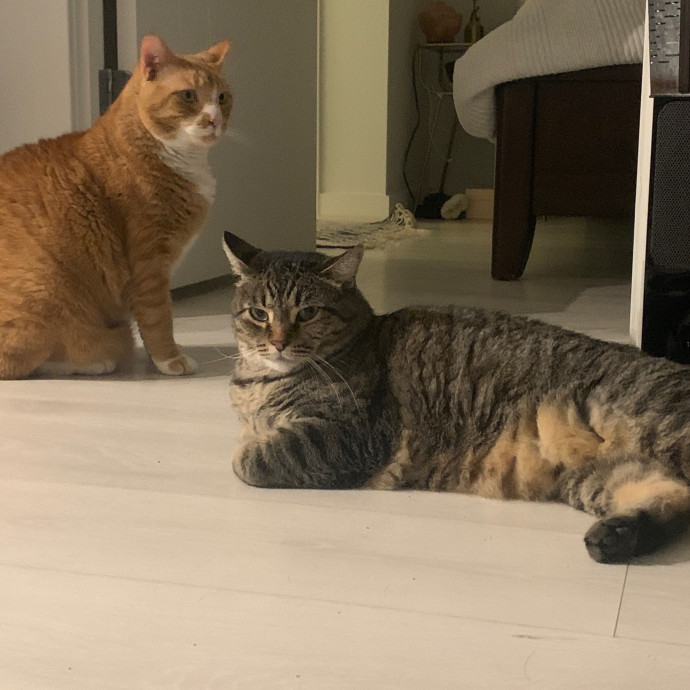 Tito Cat Sitter In Dc