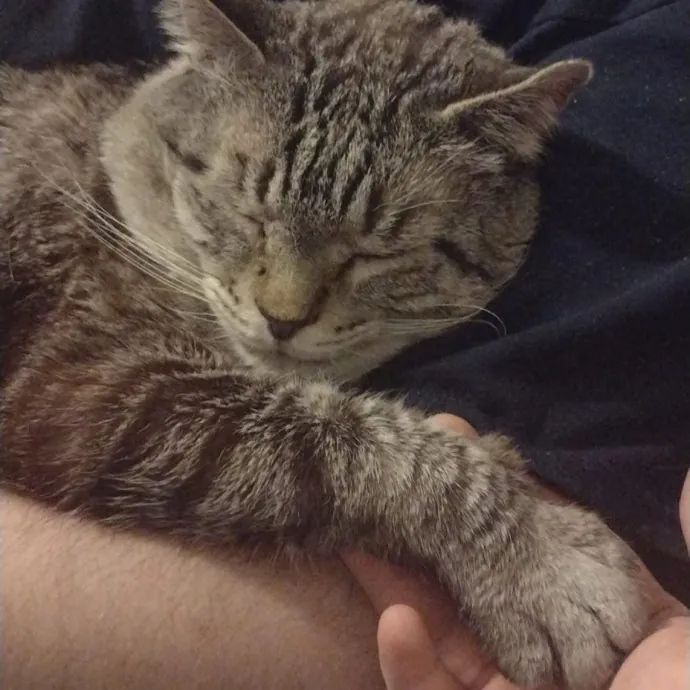 The Cat-Tastrophe Prevention Unit