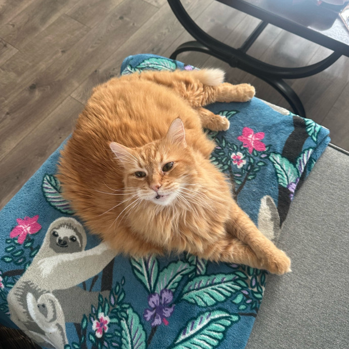 Pawsome Cat Sitting