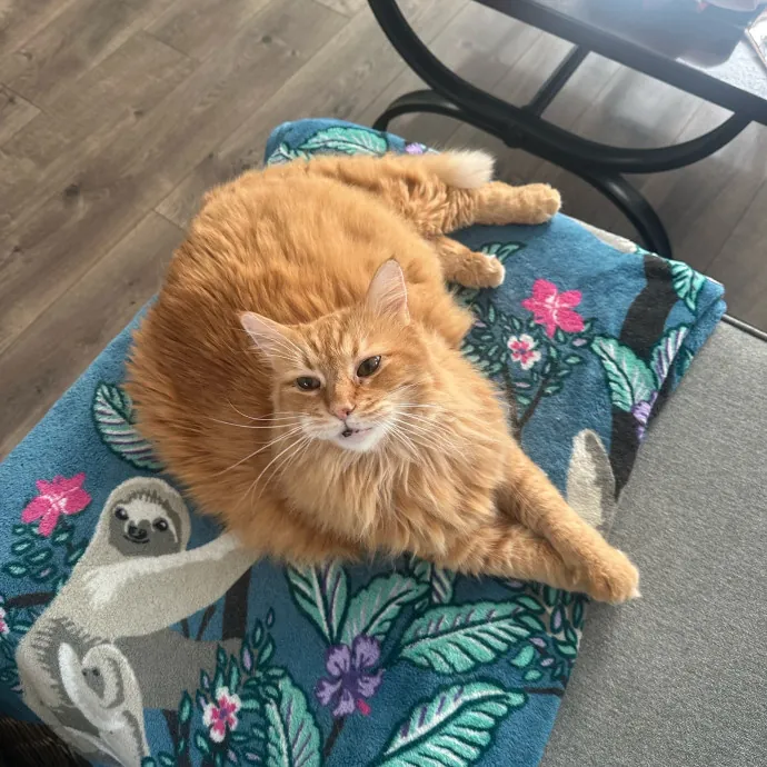 Pawsome Cat Sitting