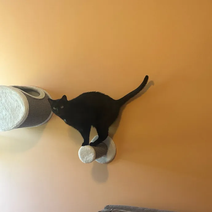Pawsome Cat Sitting