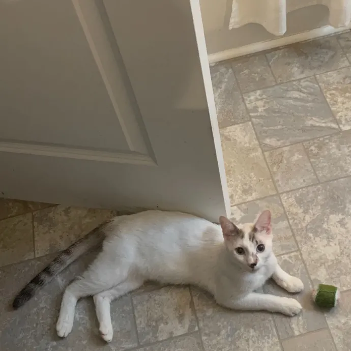 Pawsome Cat Sitting