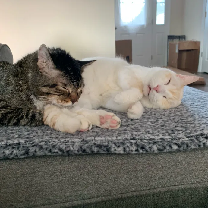 Pawsome Cat Sitting