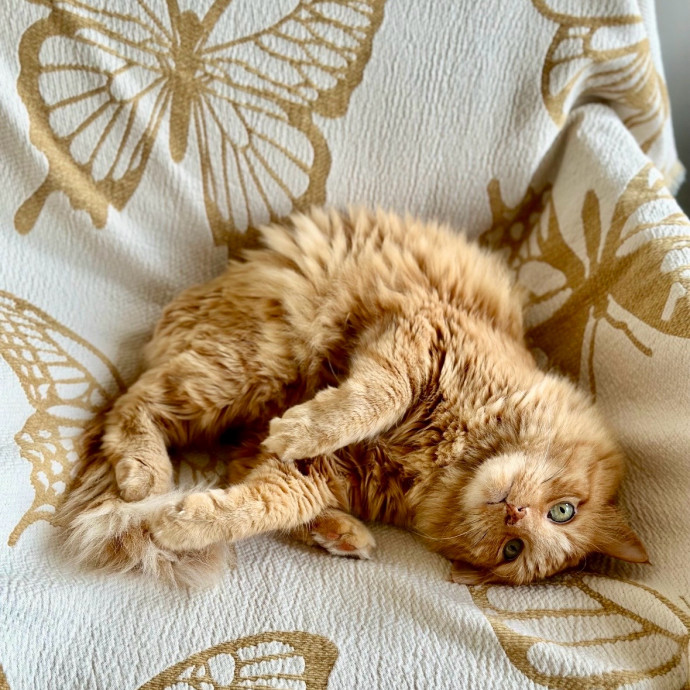 Pawsome Cat Sitting