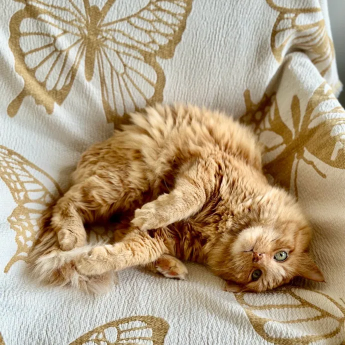 Pawsome Cat Sitting