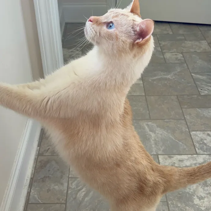 Pawsome Cat Sitting