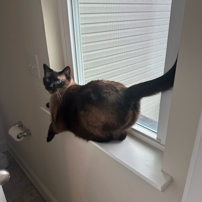 Pawsome Cat Sitting