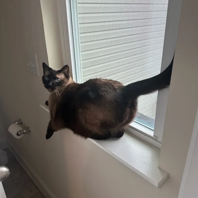 Pawsome Cat Sitting