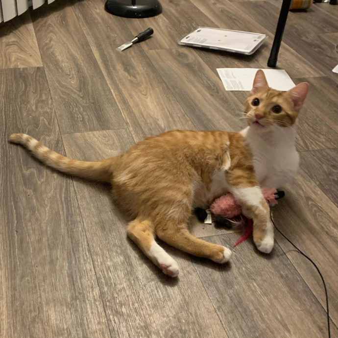 Pawsome Cat Sitting