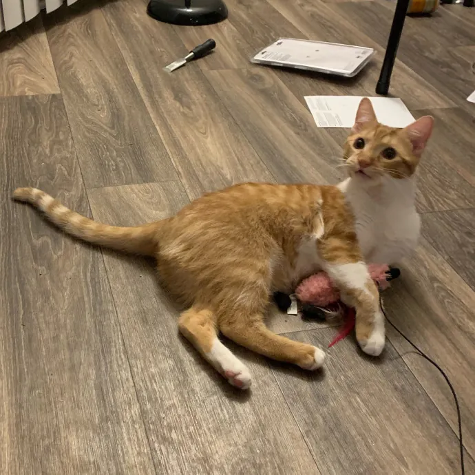 Pawsome Cat Sitting