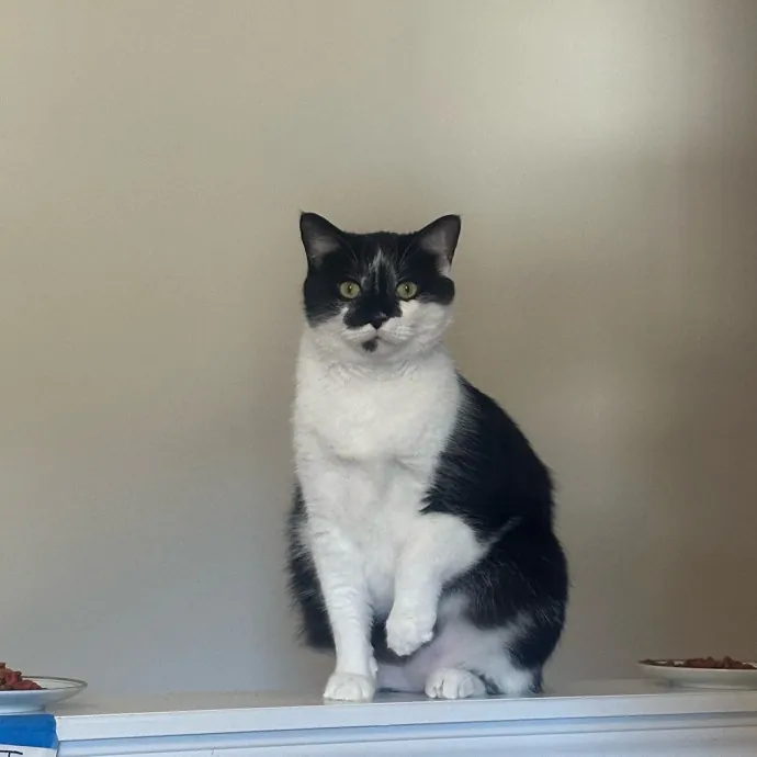 Pawsome Cat Sitting