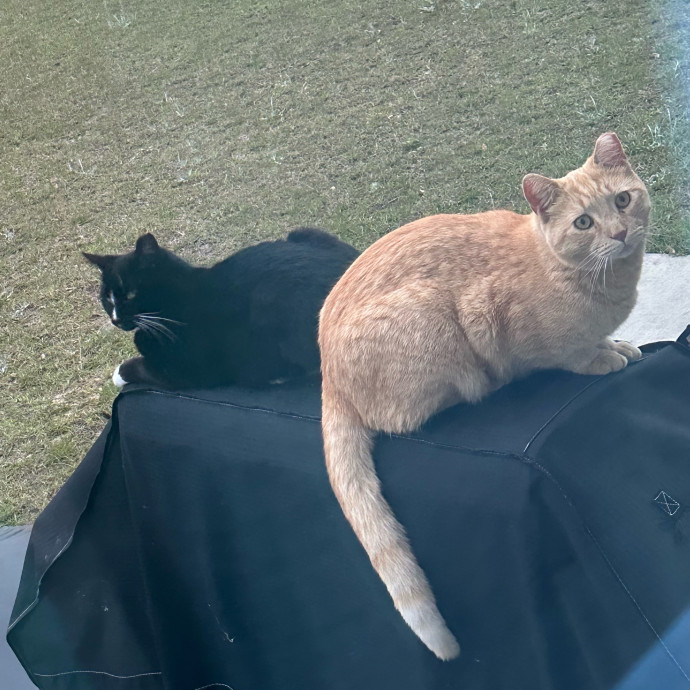 Pawsome Cat Sitting