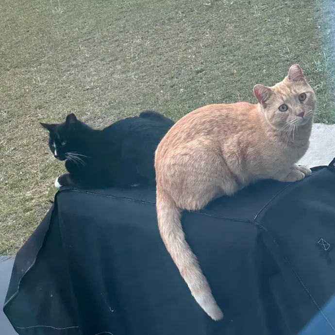 Pawsome Cat Sitting