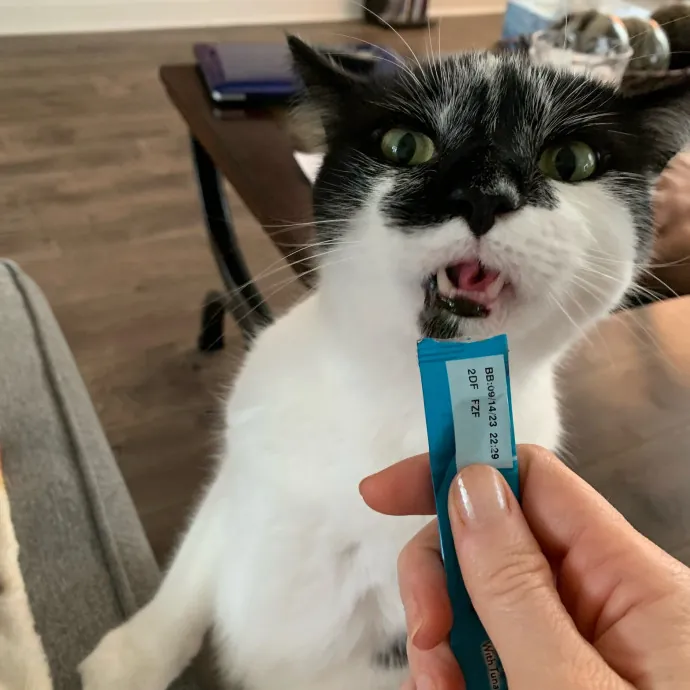 Pawsome Cat Sitting