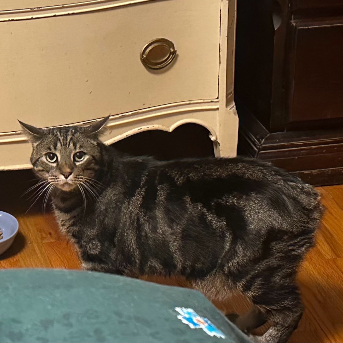 Pawsome Cat Sitting