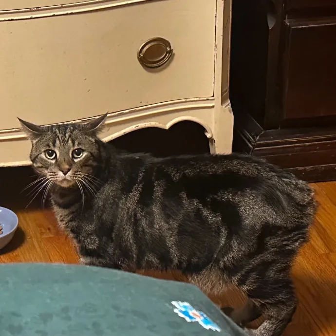 Pawsome Cat Sitting