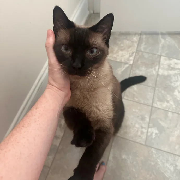 Pawsome Cat Sitting