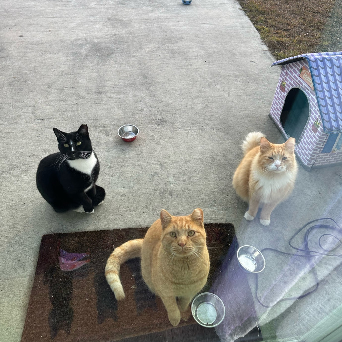 Pawsome Cat Sitting