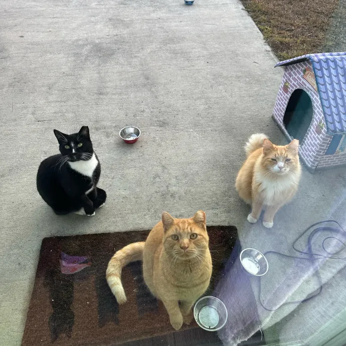Pawsome Cat Sitting