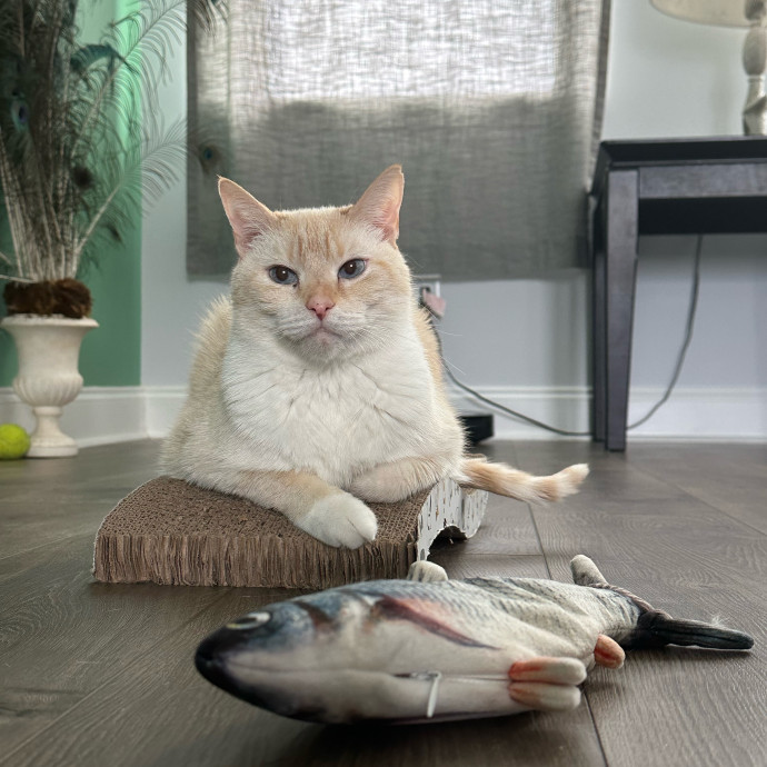 Pawsome Cat Sitting