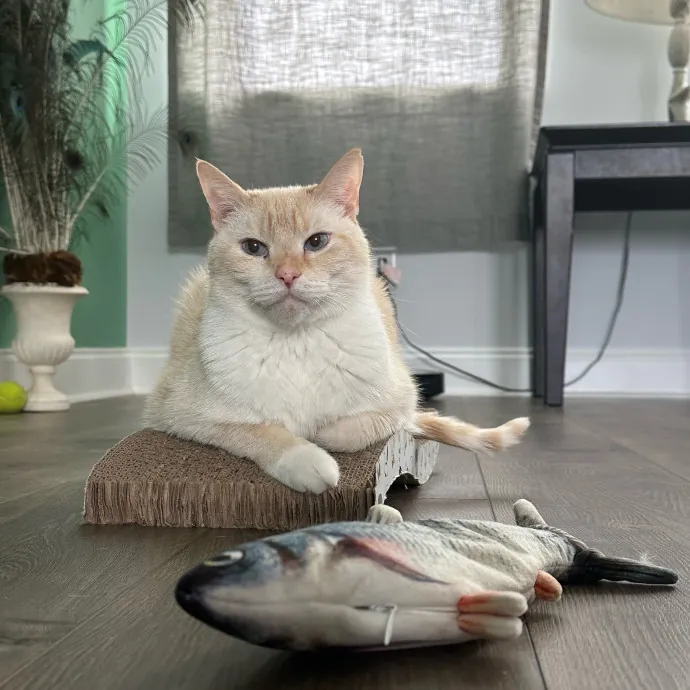 Pawsome Cat Sitting