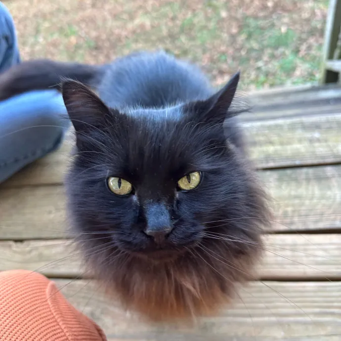 Pawsome Cat Sitting