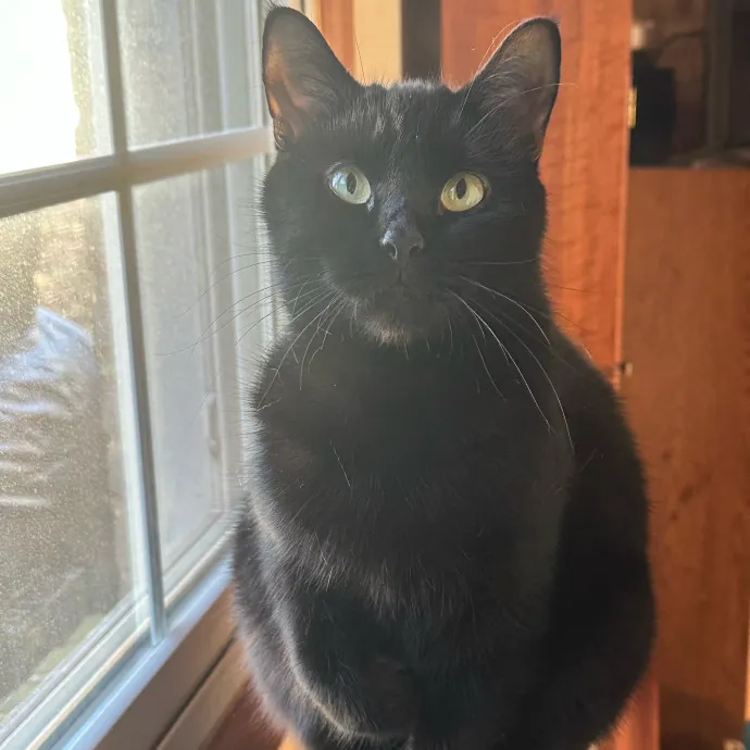 Pawsome Cat Sitting