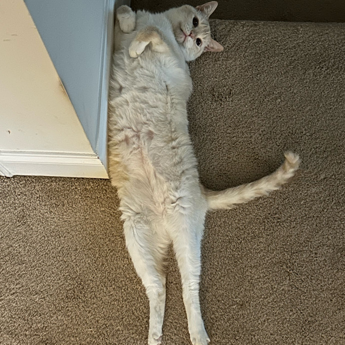 Pawsome Cat Sitting